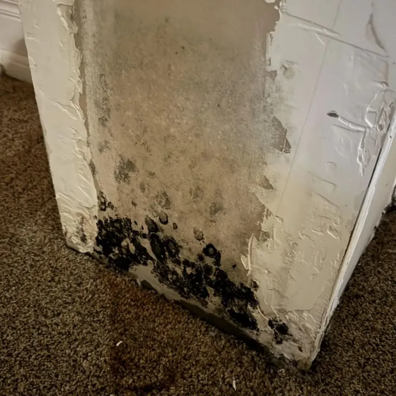 Professional Mold Removal in Eldorado, TX